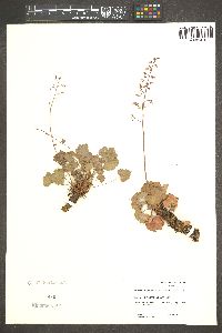 Heuchera rubescens image