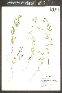 Chamaesyce hyssopifolia image