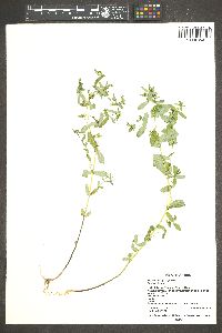 Chamaesyce hyssopifolia image