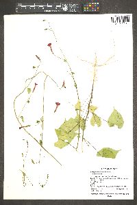 Ipomoea cristulata image