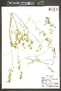 Lotus unifoliolatus var. unifoliolatus image