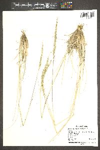 Muhlenbergia rigens image