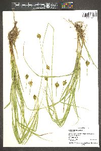 Carex subfusca image