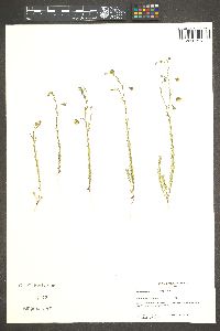 Linum pratense image