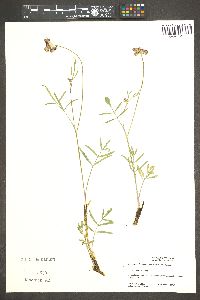 Pseudocymopterus montanus image