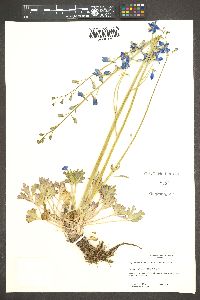 Delphinium scaposum image