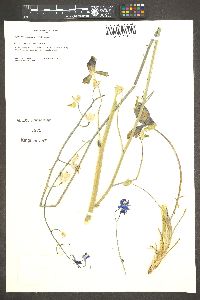 Delphinium scaposum image