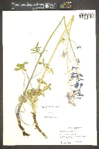 Delphinium scaposum image