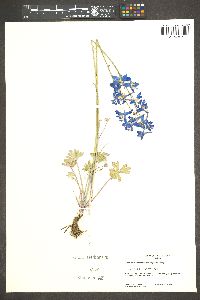 Delphinium scaposum image