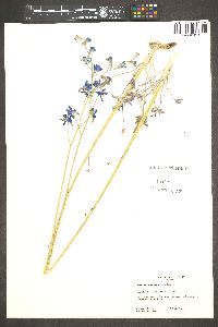 Delphinium scaposum image