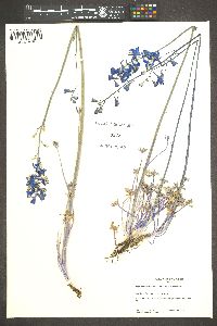 Delphinium scaposum image