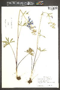 Delphinium nuttallianum image