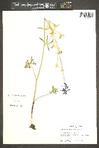 Delphinium nuttallianum image