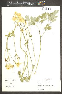 Aquilegia chrysantha image