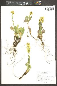 Solidago simplex image