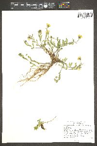 Senecio fremontii image