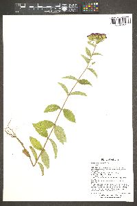 Stevia plummerae image