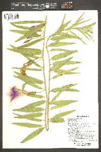 Ipomoea longifolia image