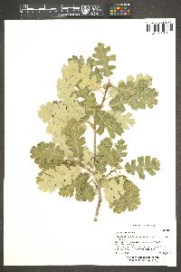 Quercus lobata image