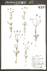 Bidens heterosperma image