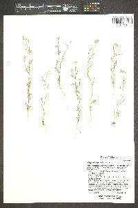 Cryptantha gracilis image