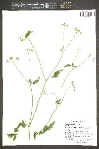 Torilis arvensis image