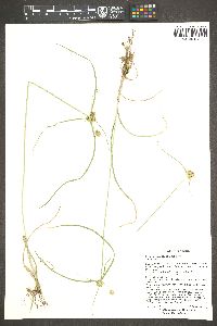 Cyperus dipsaceus image