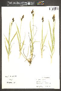 Carex raynoldsii image