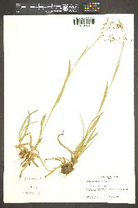 Luzula parviflora image