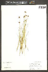 Juncus nevadensis image