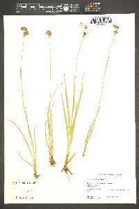 Juncus orthophyllus image