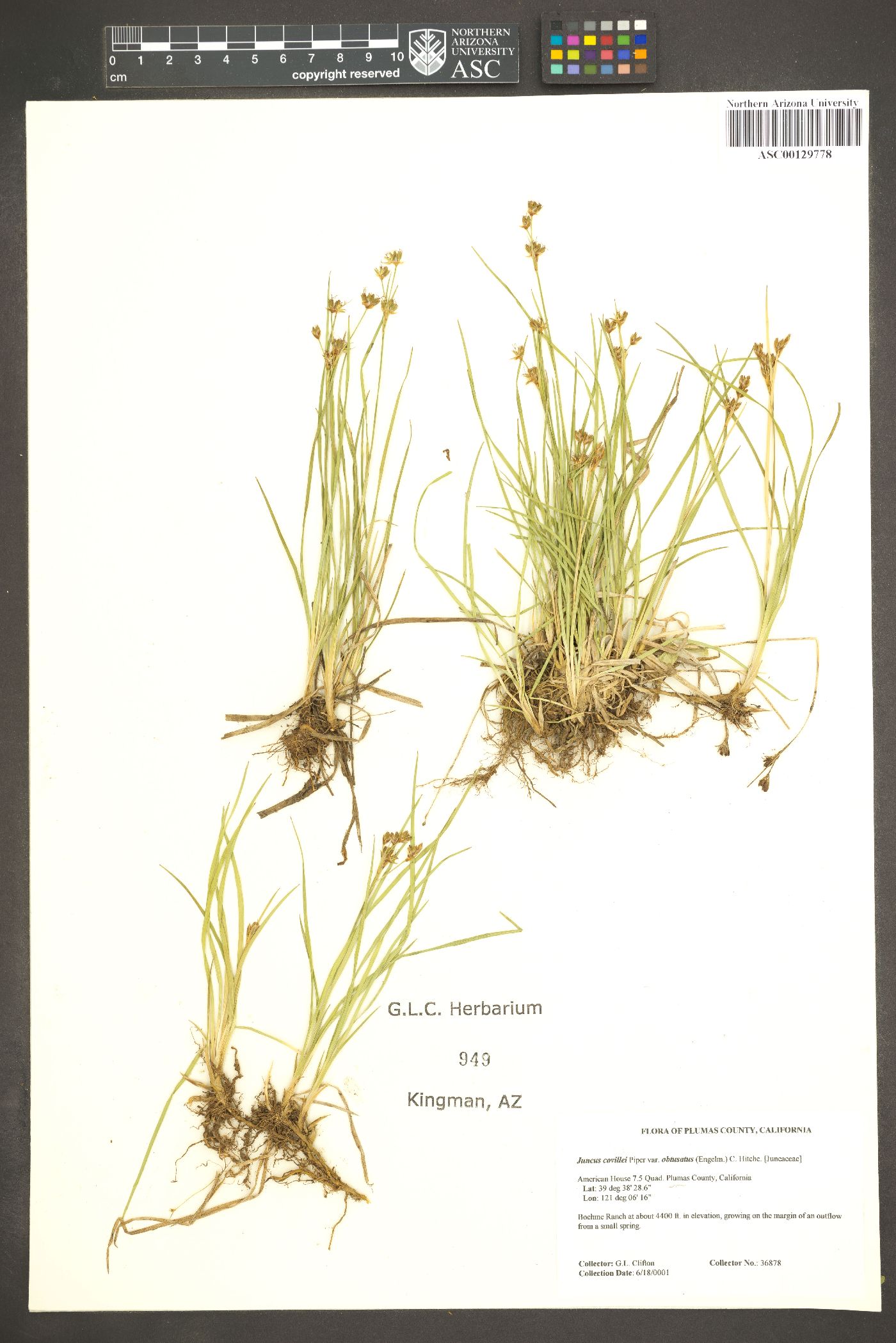 Juncus covillei var. obtusatus image