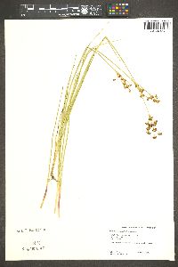 Juncus nevadensis image