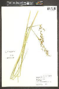 Juncus nevadensis image