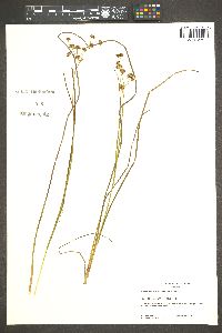 Juncus nevadensis image