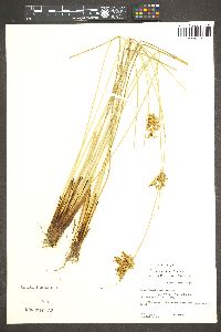 Juncus laccatus image