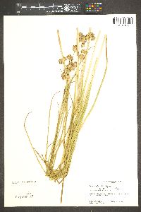 Juncus howellii image