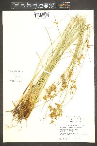 Juncus exiguus image