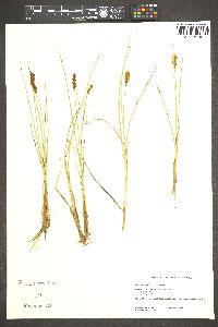 Carex simulata image