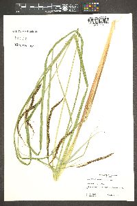 Carex aquatilis var. dives image