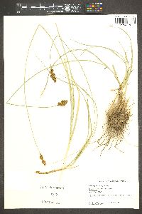 Carex specifica image