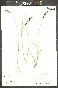 Carex spectabilis image