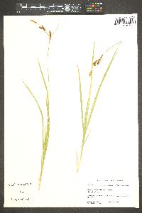 Carex kelloggii var. impressa image