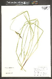 Carex kelloggii image