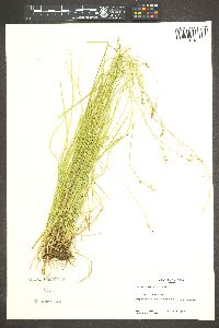 Carex laeviculmis image