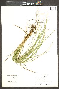 Carex geyeri image