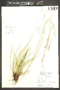 Carex mendocinensis image