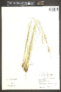 Juncus occidentalis image