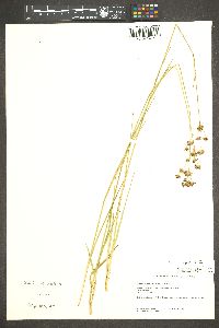 Juncus longistylis image