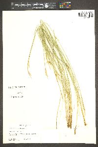 Carex multicaulis image